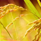 減農薬栽培玄米